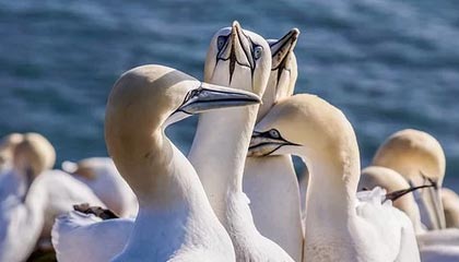 kaiyun登录入口-阿贾克斯客场大胜埃因霍温晋级荷甲领先，阿贾克斯vs埃因霍温动画直播